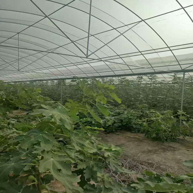 黄山歙县水槽单体大棚草莓温室大棚