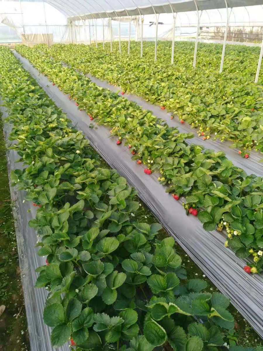广州花都水槽单体大棚草莓温室大棚